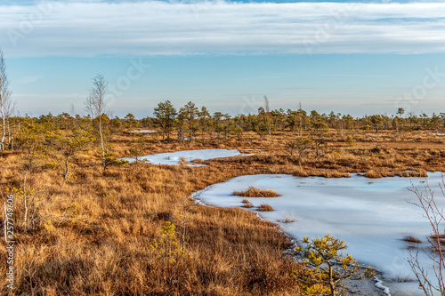 Kemeri Great swamp moorland at sunny winter day with blue sky, Latvia, Baltics, Northern Europe