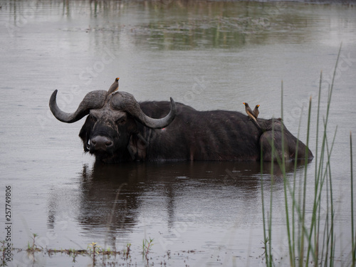 Cape buffalo