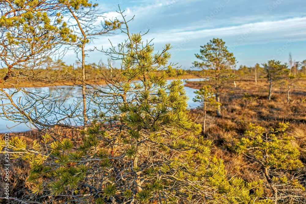 Landscape of Kemeri Great swamp with moorland poor vegetation at winter