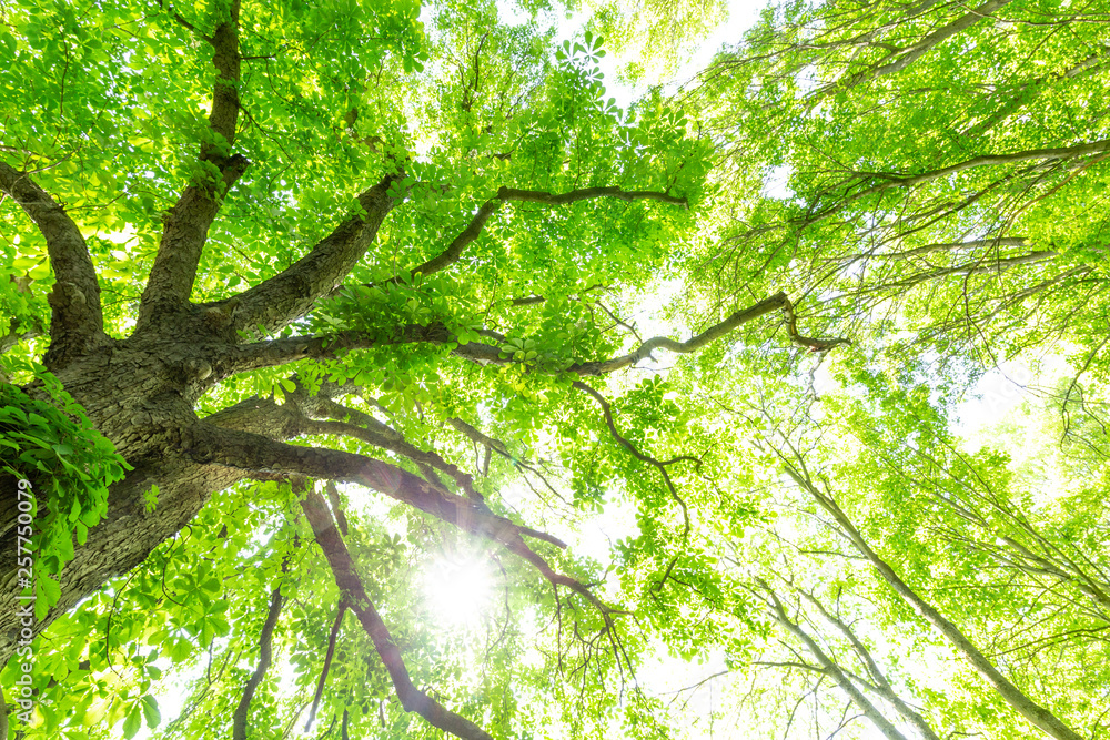 Fototapeta premium Frühling Wald Sonne und Bäume