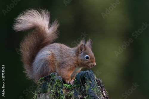 Red Squirrel (Sciurus vulgaris) on mossy tree stump in dark forest © davemhuntphoto