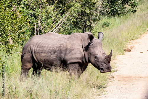 white rhino   rhinoceros in an open field in South Africa