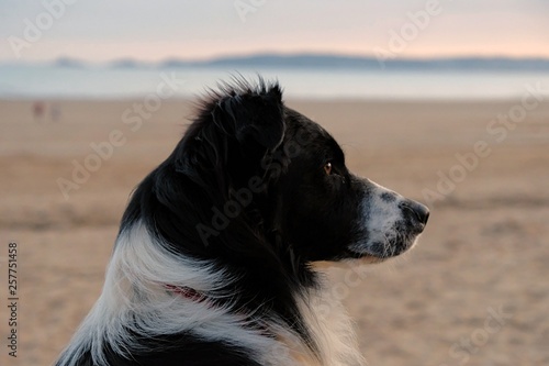 Dog sitting on the beach