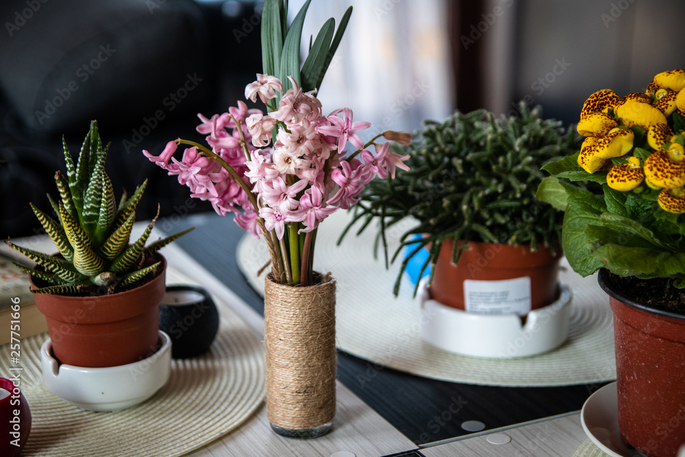 Pink hyacinth flower in homemade vase on wooden table