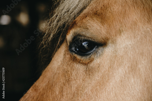 Horses eyes