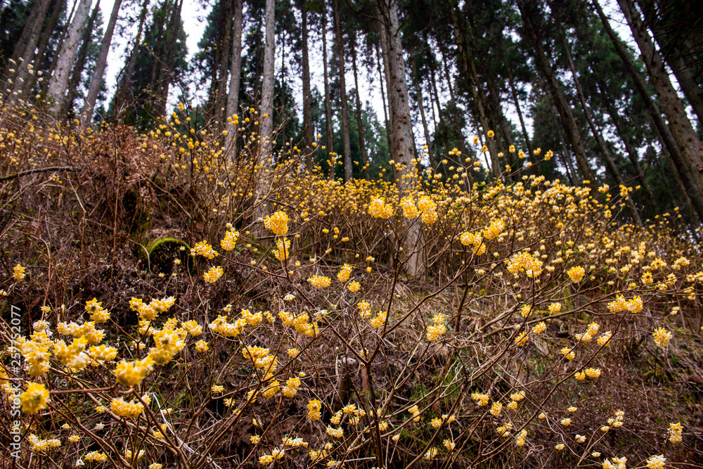 Obraz premium 野倉のミツマタ