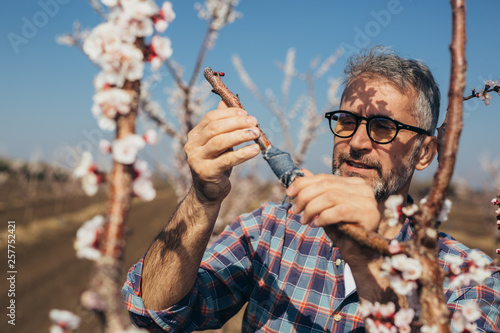 Tableau sur toile worker checking grafted tree