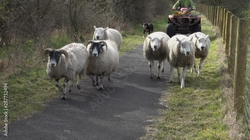 Sheep being driven along a rural path by a farmer on a quad bike and dog.