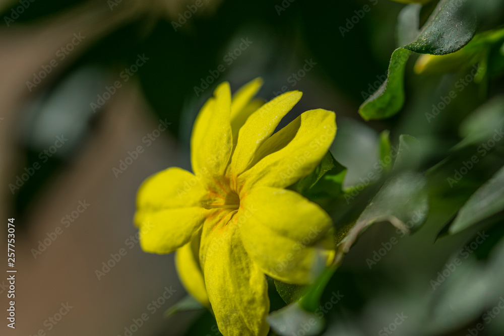 Fototapeta premium macro flor amarilla