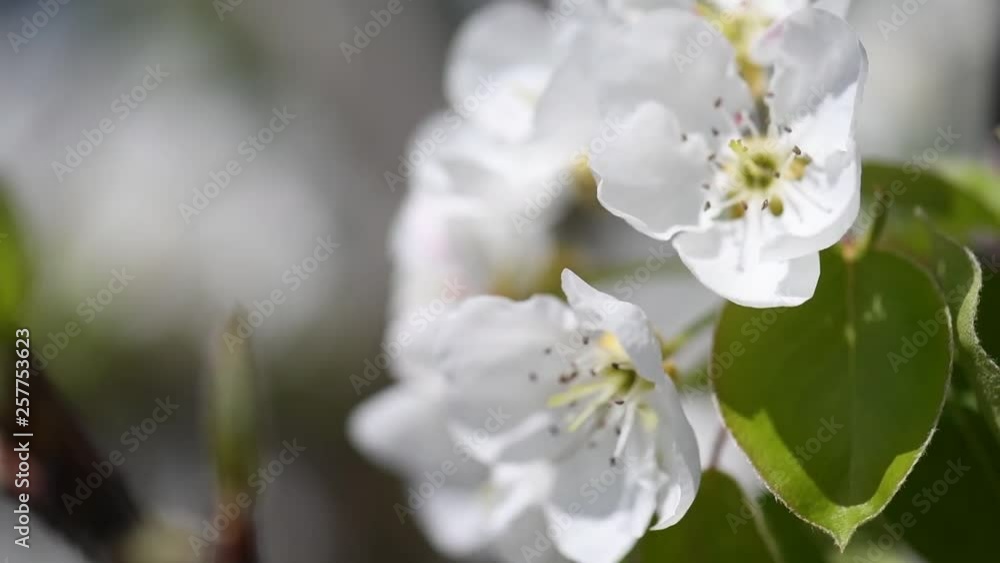 Beautiful Spring Pear tree flowers blossom, close up. blooming orchard tree, gardening, pear tree flowers swaying in the wind on a clear sunny day close up Beautiful Spring Pear tree flowers blossom, close up. blooming orchard tree, gardening, pear tree flowers swaying in the wind on a clear sunny day close up