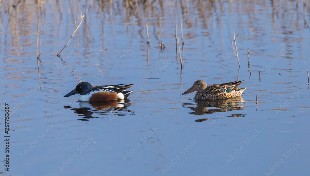 couple of wild ducks floating on a quiet pond couple of wild ducks floating on a quiet pond