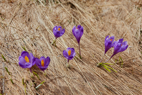Alpine crocuses blossom in the mountains of the Carpathians on top of the mountain.