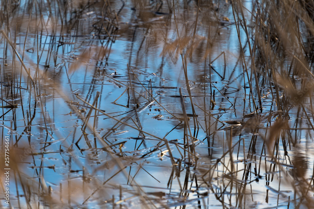 Fototapeta premium reflections of reeds in the water
