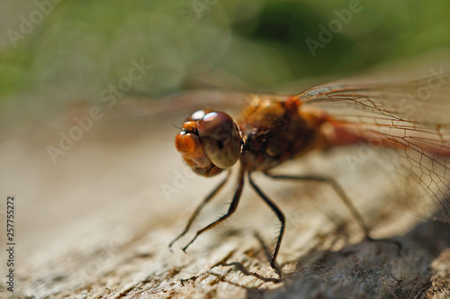 Insekt - Libelle "Gemeine Heidelibelle"