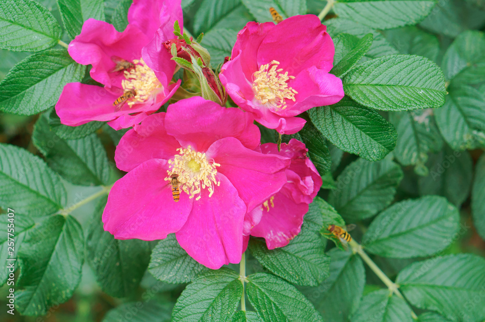 Blooming wild rose bush. Wild rosehip bushes. Blooming wild rose bush. Wild rosehip bushes.