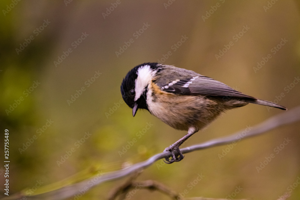 Obraz premium cole tit