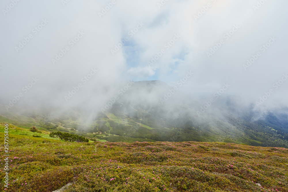 forested rolling hill on a cloudy day. lovely nature scenery of mountainous countryside.