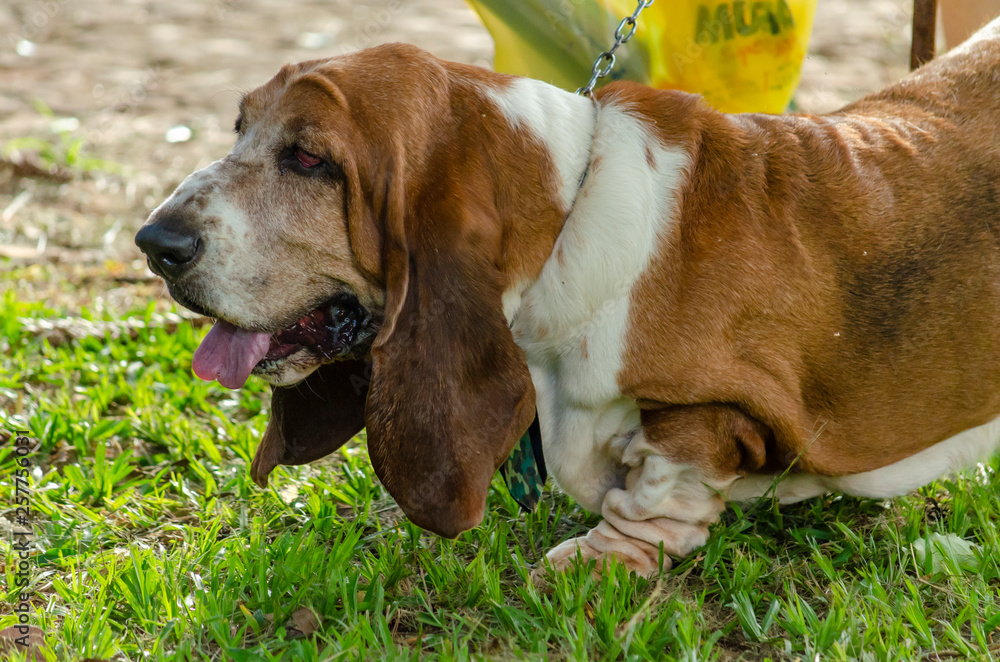 dog cães 