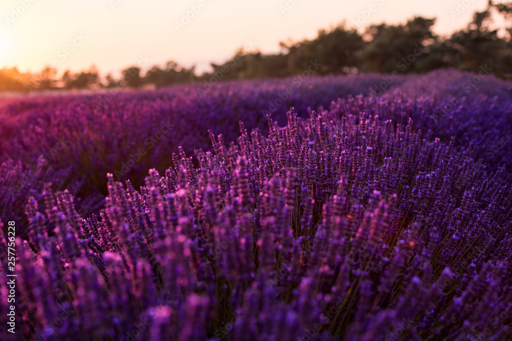 Obraz premium colorful sunset at lavender field