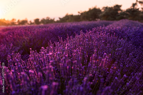 colorful sunset at lavender field