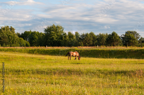 The two horses in brown color eating grasses on the lawn with the green tree on the background © SYARGEENKA