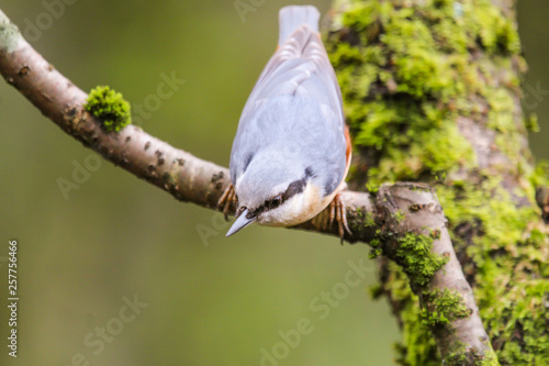 nuthatch © carina