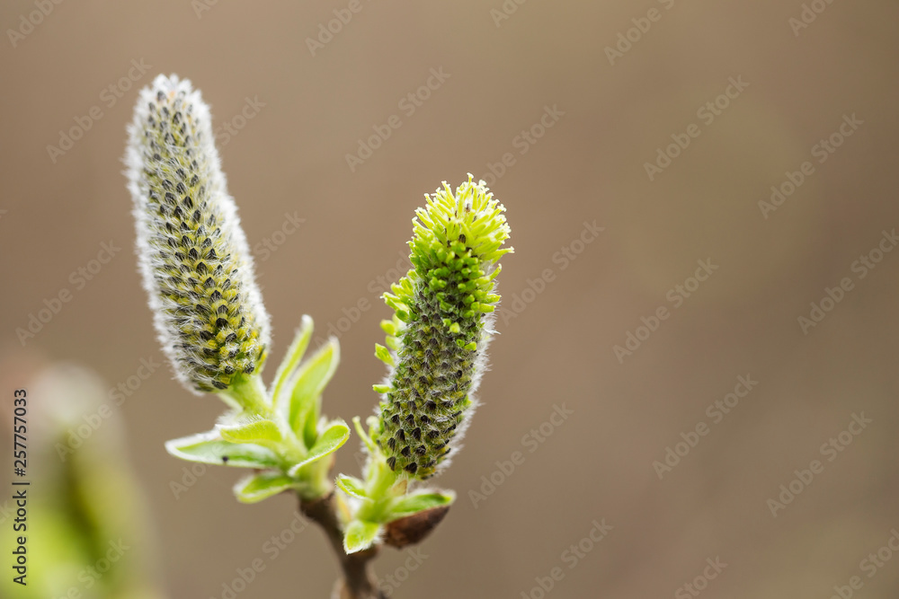 Catkins on a grey sallow shrub salix cinerea in early spring. Salix cinerea Catkins. Catkins on a grey sallow shrub salix cinerea in early spring. Salix cinerea Catkins.