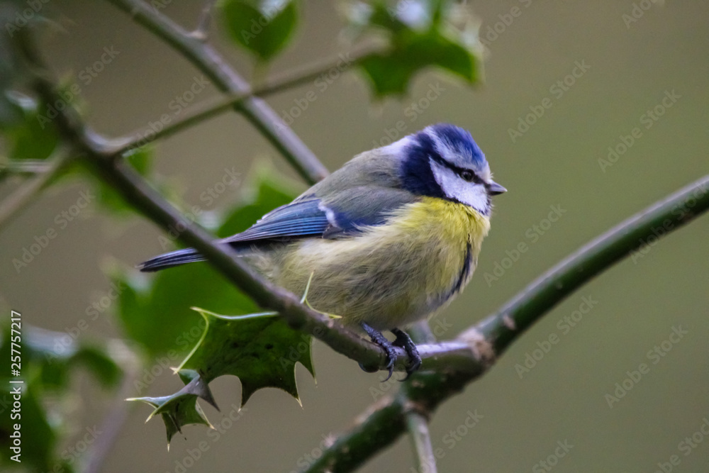 Obraz premium bluetit