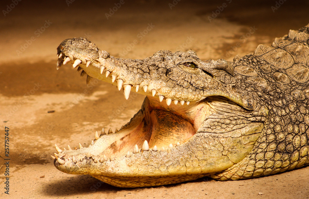 Fototapeta premium Cocodrilo posando