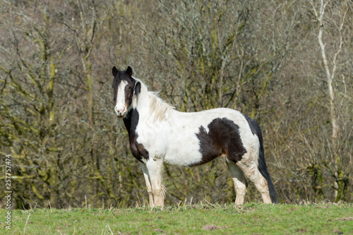 horse white and black in a field