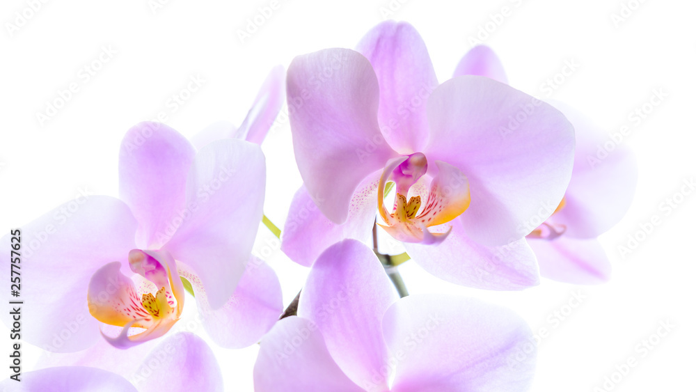 Obraz premium Prächtige pinke Phalaenopsis Orchidee isoliert vor weißem Hintergrund mit Textfreiraum