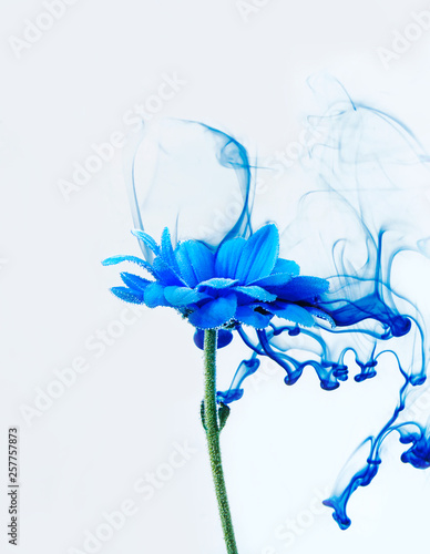 Blue chrysanthemum inside water white background flowers aster under paints indigo smoke steam blur