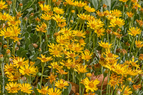 Othonnopsis Cheirifolia in spring. photo