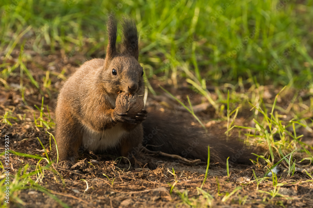 A Squirrel Enjoying a Delicious Nut in the First Morning Hours A Squirrel Enjoying a Delicious Nut in the First Morning Hours