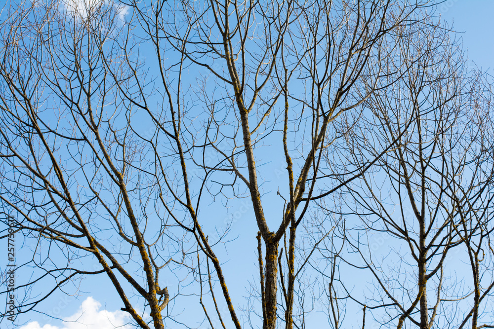 crown of the tree against the blue sky, abstraction background crown of the tree against the blue sky, abstraction background
