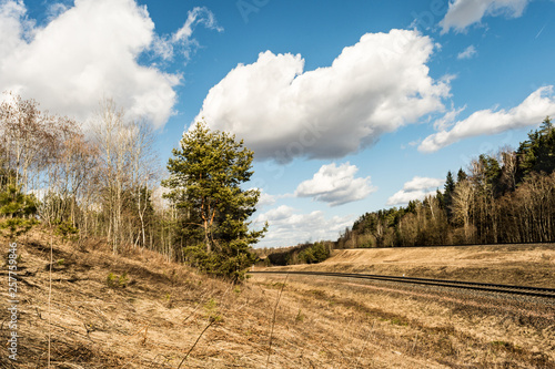 A multy-track railway in the forest turns the corner. Spring landscape with dry grass and a coniferous forest