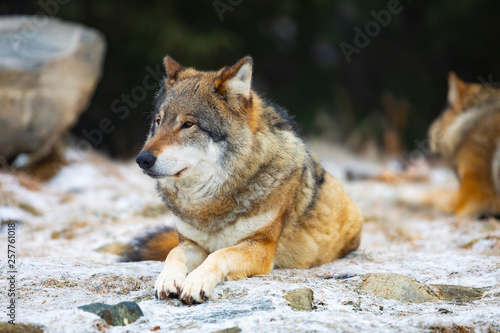 Resting wolfes in wolf pack at early winter photo