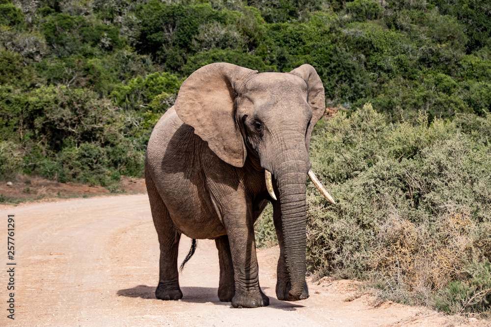 Fototapeta premium Elephant and elephant. Kenya. Safari in Africa. African elephant. Animals of Africa. Travel to Kenya. Family of elephants.