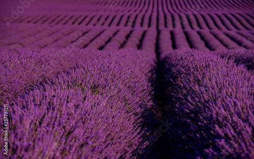 lavender field france