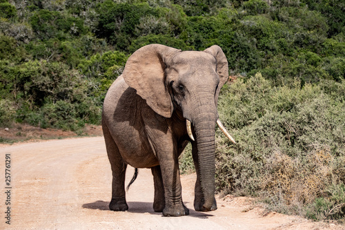 Elephant and elephant. Kenya. Safari in Africa. African elephant. Animals of Africa. Travel to Kenya. Family of elephants.