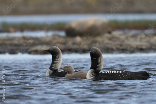 Pacific Loon, also known as Pacific Diver with a young chick in arctic waters, near Arviat Nunavut, Canada