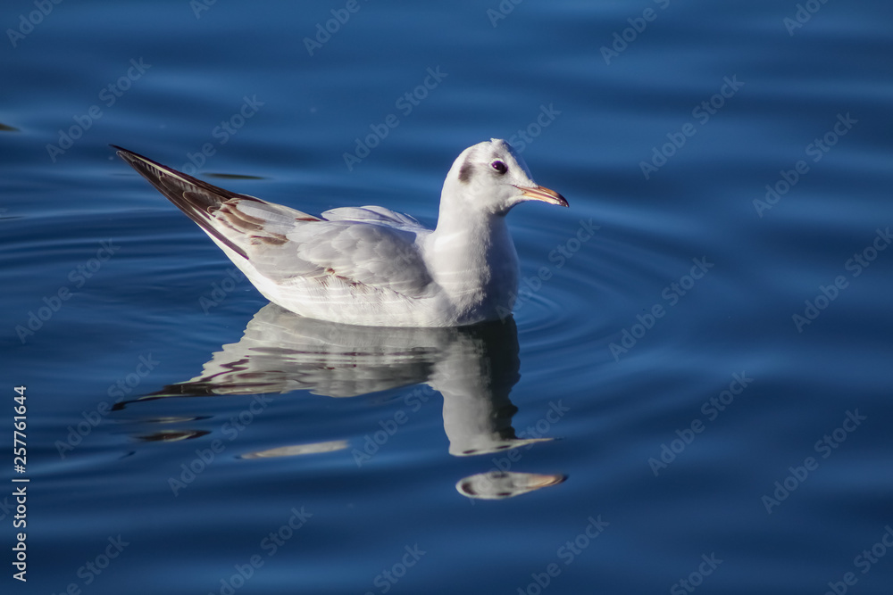 pigeon pigeon
