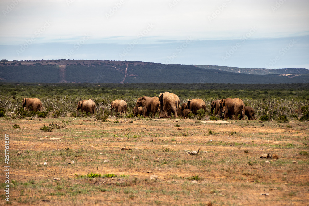 Elephant and elephant. Kenya. Safari in Africa. African elephant. Animals of Africa. Travel to Kenya. Family of elephants.