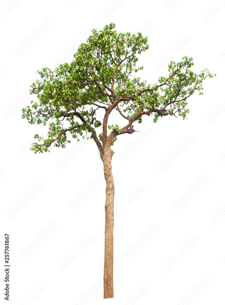 Obraz premium Isolated tree on white background