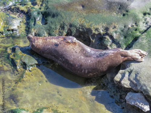 seal in the ocean beach 