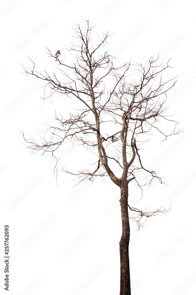 dead tree isolated on white background