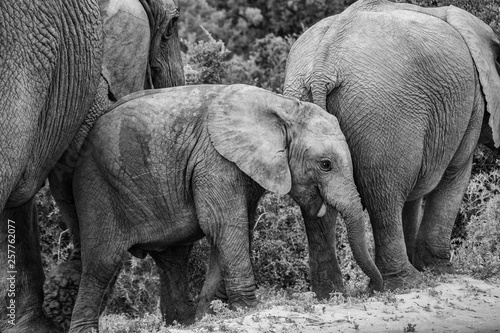 Elephant and elephant. Kenya. Safari in Africa. African elephant. Animals of Africa. Travel to Kenya. Family of elephants.