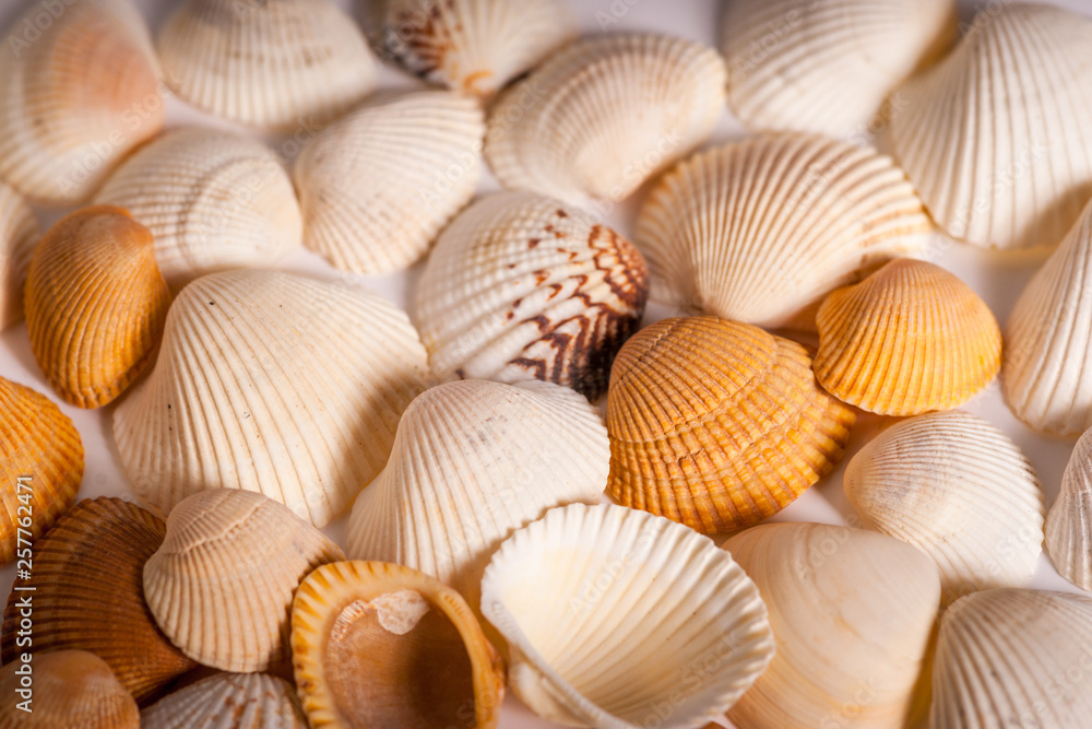 Mussel Shells - Variety