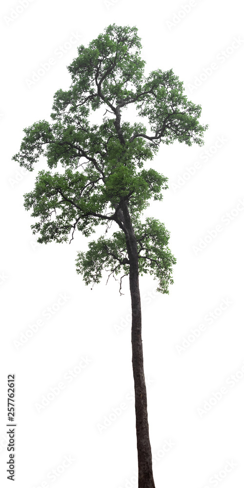 Isolated tree on white background Isolated tree on white background
