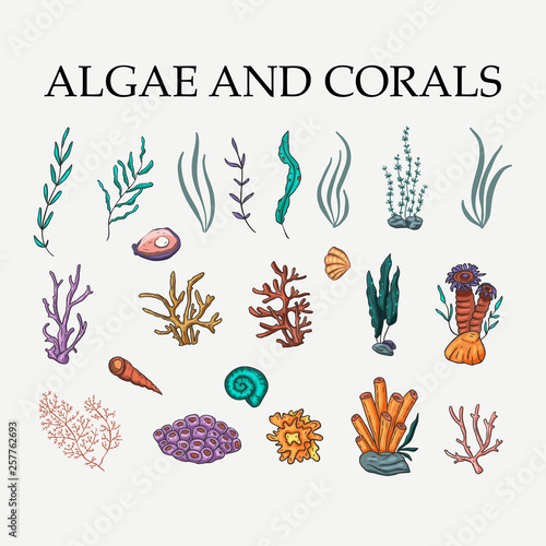 Algae, coral and sea plants vector set.